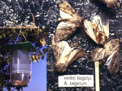 vetésibagolyVARL