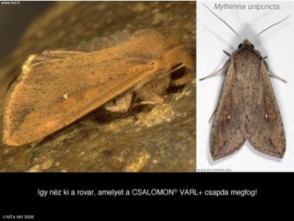 Mythimna bagolylepke Mythimna unipuncta VARL+