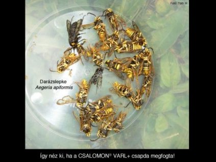 darázslepke Aegeria apiformis VARL+