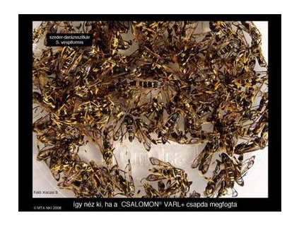 darázsszitkár (szeder darázsszitkár) Synanthedon vespiformis VARL+