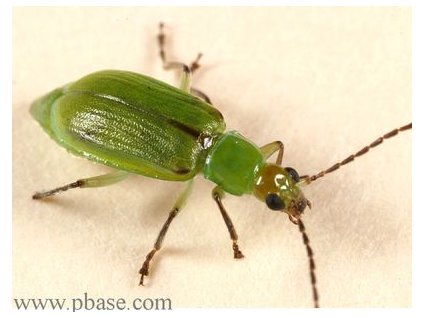 északi kukoricabogár Diabrotica barberi KLP+