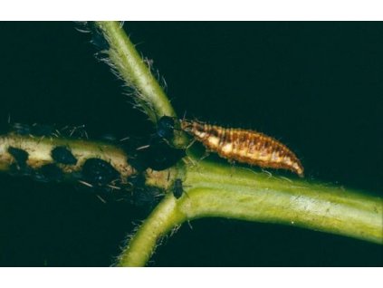 ChrysoperlaCarneaLárva