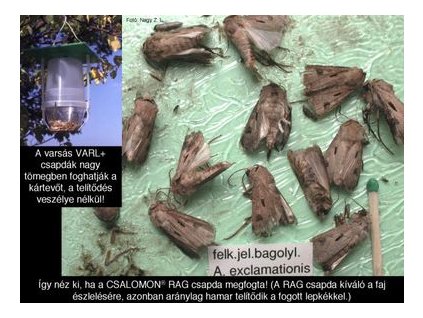 felkiáltójeles bagolylepke Agrotis exclamationis RAG