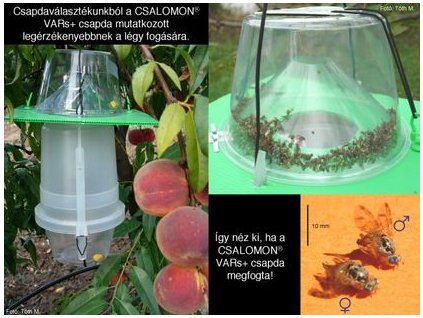 földközi tengeri gyümölcslégy Ceratitis capitata VARs+