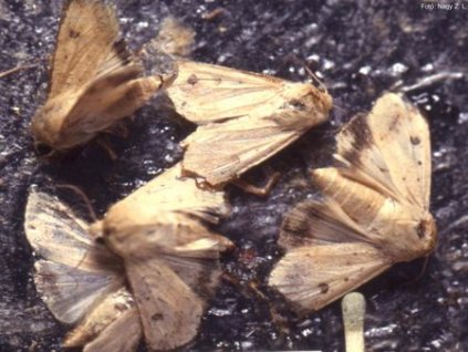 gyapottok b.l. H. armigera RAG