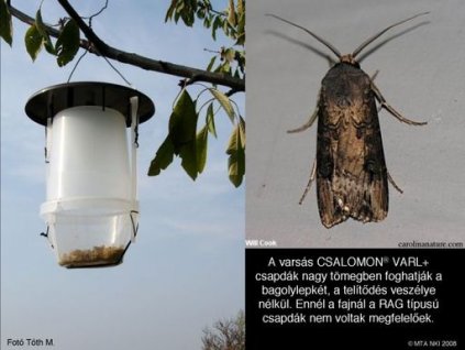 ipszilon bagolylepke Agrotis ipsilon VARL+