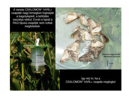 káposzta bagolyl. M.brassicae VARL+