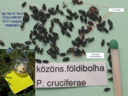 káposztabolhák Phyllotreta. spp. KLP+