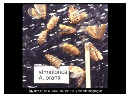 almailonca A. orana RAG
