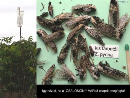 kis farontó Zeuzera pyrina VARb3