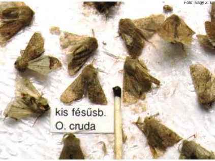 kis fésűsbagoly Orthosia cruda RAG
