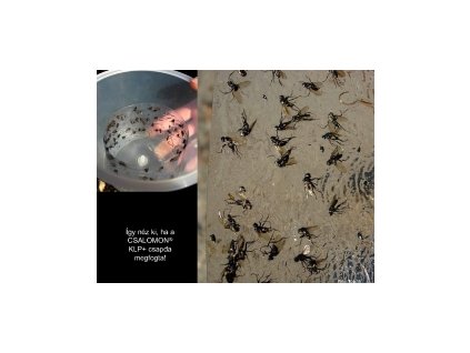 kis káposztalégy Delia radicum KLP+