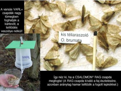 kis téliaraszoló Operophtera brumata RAG