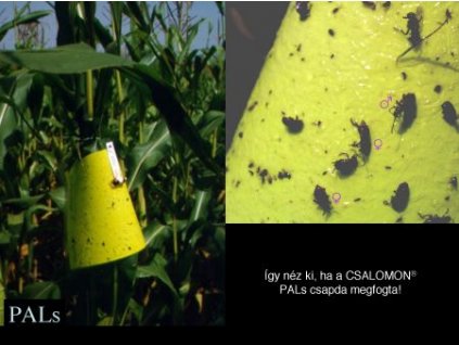 kukoricabogár Diabrotica v. virgifera PALz főleg nőstényt fogó csalétekkel