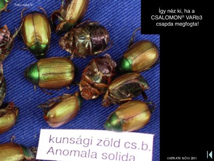 kunsagizoldcserebogar