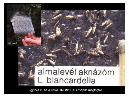 almalevél aknázóm. L.blancardella RAG