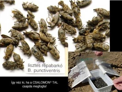lisztes répabarkó Bothynoderes punctiventris TAL