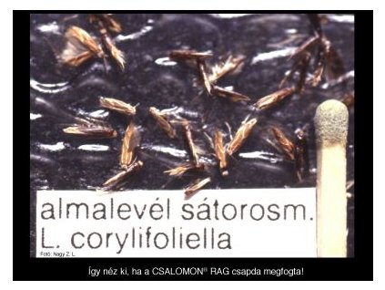 almalevél sátorosm. L. corylifoliella RAG