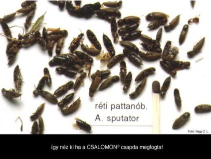 réti pattanóbogár Agriotes sputator Yf