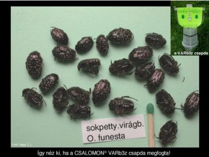 sokpettyes virágbogár Oxythyrea funesta VARb3z