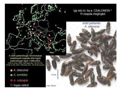 sötét pattanóbogár Agriotes obscurus Yf