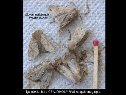 tölgyes fésűsbagoly Orthosia munda RAG