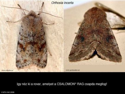 változékony fésűsbagoly Orthosia incerta RAG