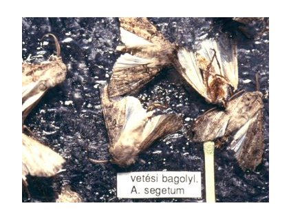 vetési bagolyl. A. segetum RAG