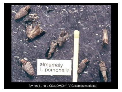almamoly C. pomonella RAG
