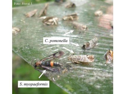 almamoly BISZEX csapda RAG