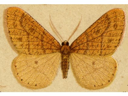 aranysárga téliarasz aurantiaria