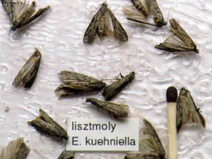 aszalványmoly lisztmoly P.interpunctella A. kuehniella RAG