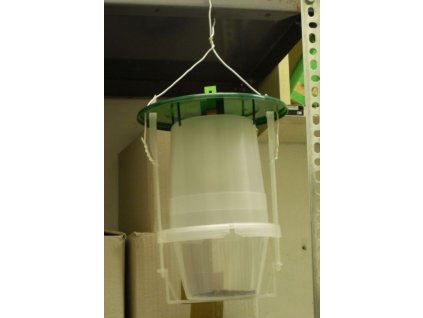 aszalványmoly lisztmoly P.interpunctella A. kuehniellaVARL