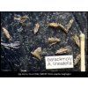 barackmoly A. lineatella RAG