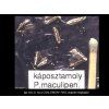 káposztamoly Plutella maculipennis RAG