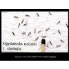kígyóaknás ezüstmoly Lyonetia clerckella RAG