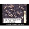 kis rügysodrómoly R. nanella RAG