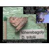 lóherebagoly Discestra (Scotogramma) trifolii RAG