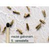 mezei gabonam. S. cerealella RAG