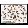 répaaknázómoly Scrobipalpa ocellatella RAG