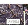 ribiszkeszitkár S. tipuliformis RAG