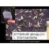 almalevél aknázóm. L.blancardella RAG