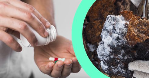 Najlepší čas a vhodné dávkovanie Medicinálnej huby ČAGA