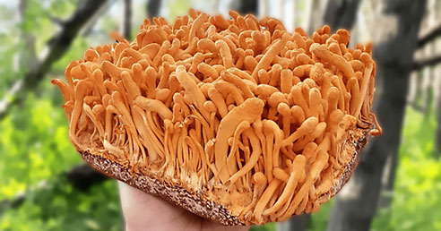 Cordyceps: Huba s neobyčajnými zdravotnými výhodami