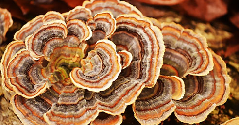 Coriolus: Zdravie a harmónia