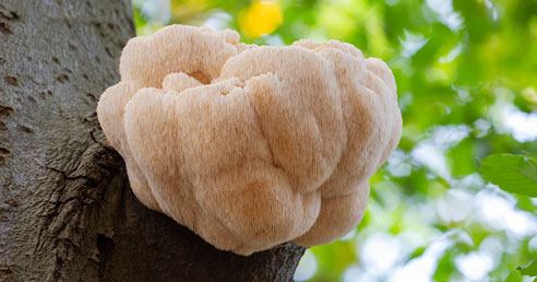 Hericium - Prírodný Doping pre Mozog? (Nootropikum #1)