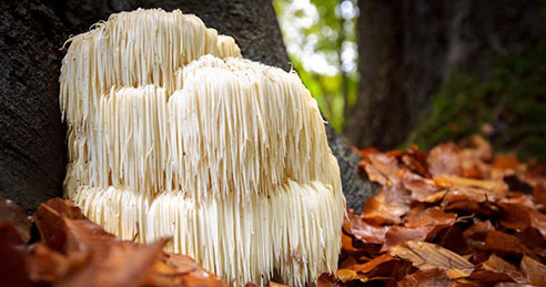 Hericium: Ako môže podporiť vaše zdravie?