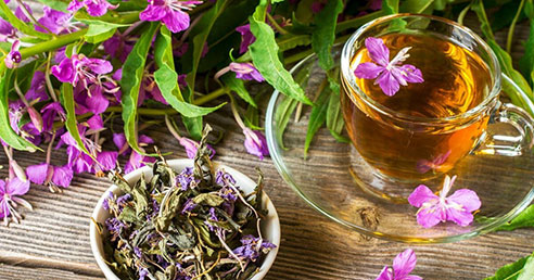 IVAN ČAJ – Zabudnutý nápoj našich predkov