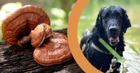 Huba Reishi s množstvom výhod pre psov