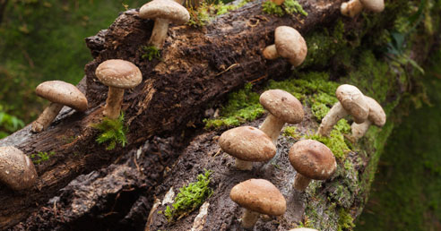 Shiitake: Liečivý poklad z východu